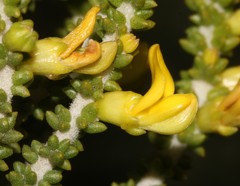 Aspalathus pinguis pinguis