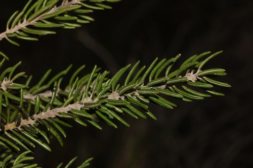 Image of Xiphotheca rosmarinifolia by (c) Brian du Preez, some rights reserved (CC BY-SA)