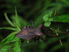 Molipteryx hardwickii