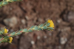 Leucadendron coriaceum