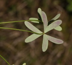 Oxalis stellata