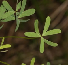 Oxalis stellata