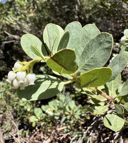 Klamath manzanita (Arctostaphylos klamathensis)