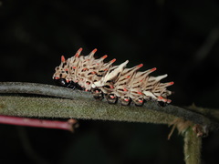 Byasa