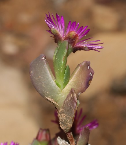 Image of Acrodon deminutus by (c) Brian du Preez, some rights reserved (CC BY-SA)
