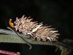 Byasa