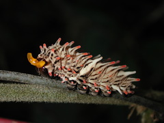 Byasa