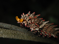 Byasa