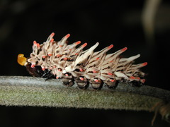Byasa