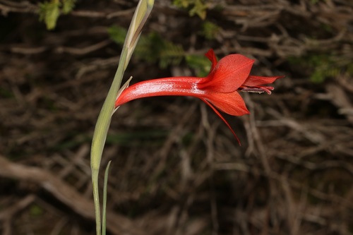 Image of Gladiolus teretifolius by (c) Brian du Preez, some rights reserved (CC BY-SA)