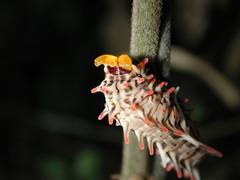 Byasa