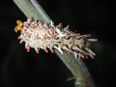 Byasa