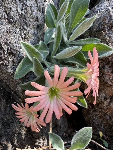 klamath mountain catchfly (Silene salmonacea)
