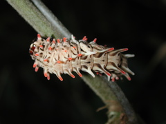 Byasa