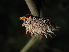 Byasa
