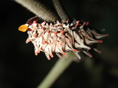 Byasa