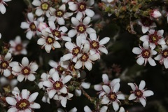 Diosma passerinoides