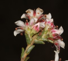 Diosma passerinoides