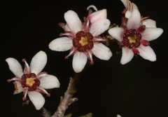 Diosma passerinoides