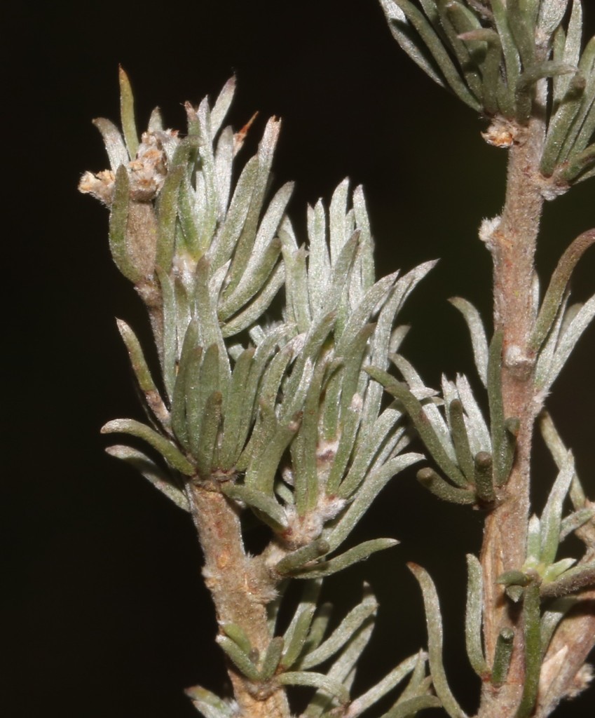 Branchlet Capegorses
