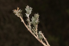 Aspalathus eustonbrownii