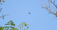Accipiter virgatus