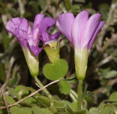 Oxalis zeekoevleyensis