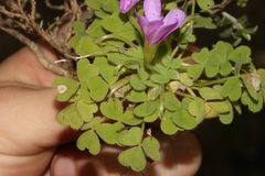 Oxalis zeekoevleyensis