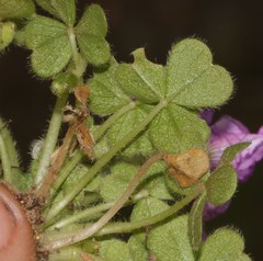 Oxalis zeekoevleyensis