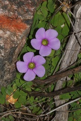 Oxalis zeekoevleyensis