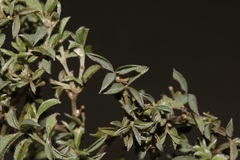 Argyrolobium pachyphyllum