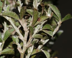 Argyrolobium pachyphyllum