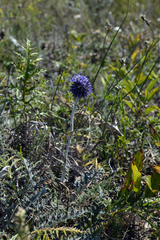 Echinops latifolius