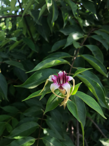 Strophanthus sarmentosus