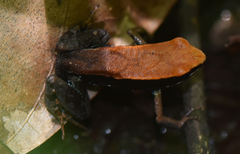 Mantella ebenaui