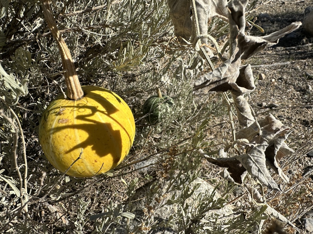 Buffalo Gourd from N Round Valley Rd, Bishop, CA, US on December 08 ...