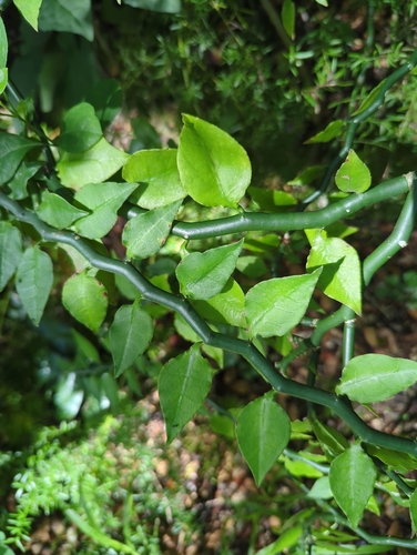 Euphorbia tithymaloides, 2025-12-08