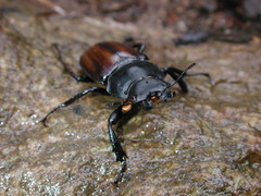 Neolucanus