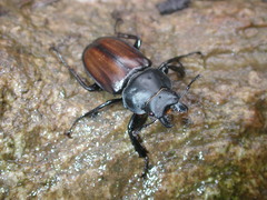 Neolucanus