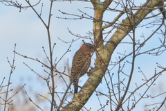 Colaptes auratus auratus