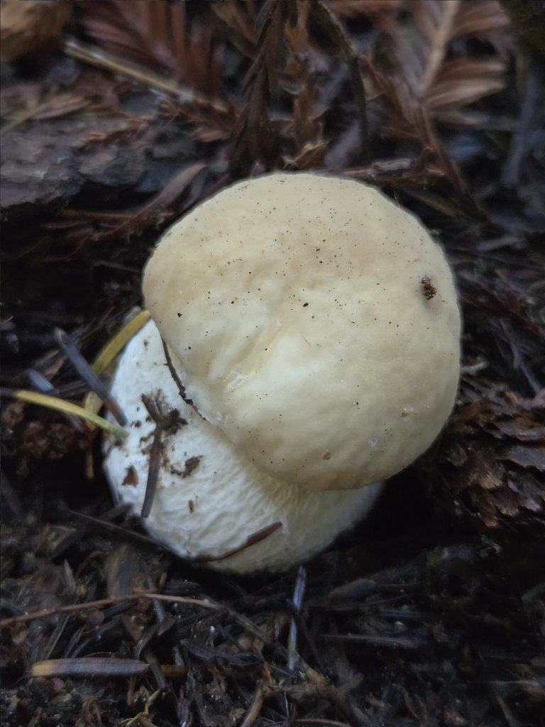 Boletus edulis · December 2025 · photo: © mandymushii (iNaturalist, cc-by)