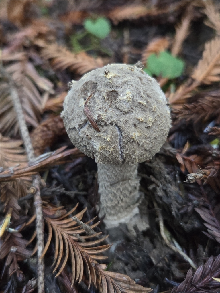 Amanita farinosa · December 2025 · photo: © mandymushii (iNaturalist, cc-by)