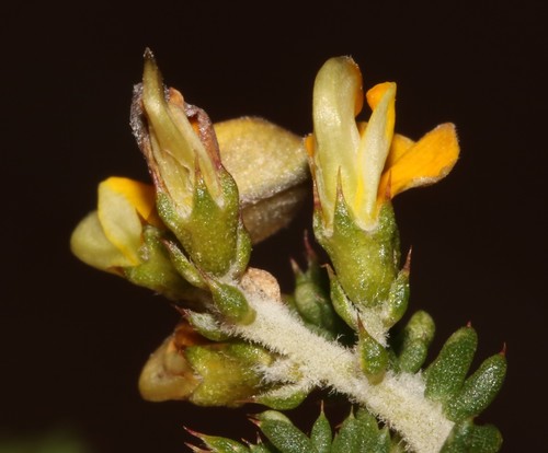 Image of Aspalathus divaricata by (c) Brian du Preez, some rights reserved (CC BY-SA)