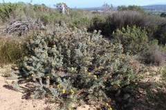 Leucospermum parile