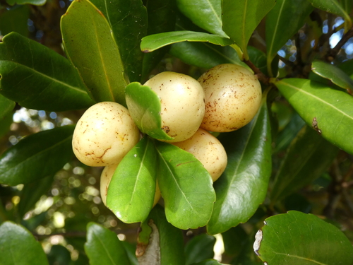 Bermuda olivewood (Elaeodendron laneanum)