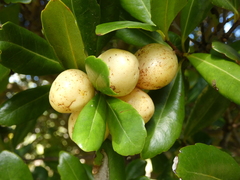 False olive (Elaeodendron laneanum)