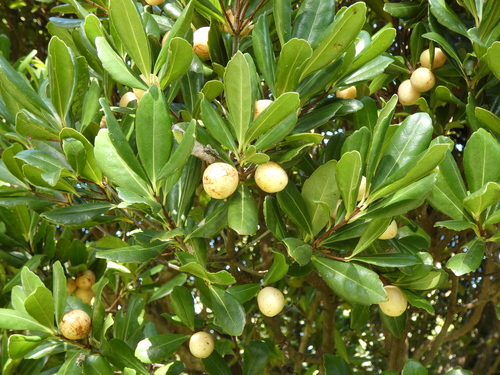 Elaeodendron laneanum, photograph 5