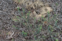 Euphorbia genistoides