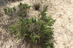 Cliffortia polygonifolia polygonifolia