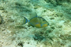 Balistes vetula